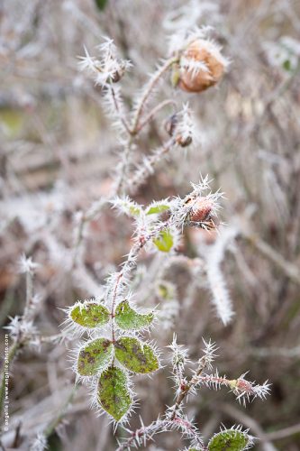 photo © angelle-roses-givrees surprise etonement glace fleurs douceur fragile piquant