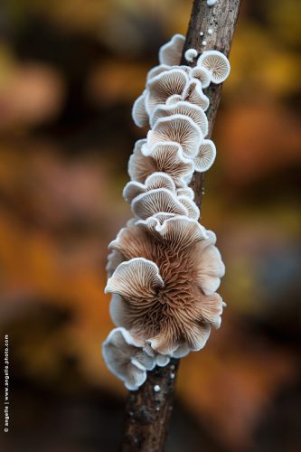 photo © angelle-champi-de-bois automne couleur fleur ligne poésie foret
