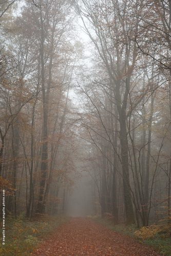 photo © angelle-allee-feuille-brume secret promenade reve douceur automne
