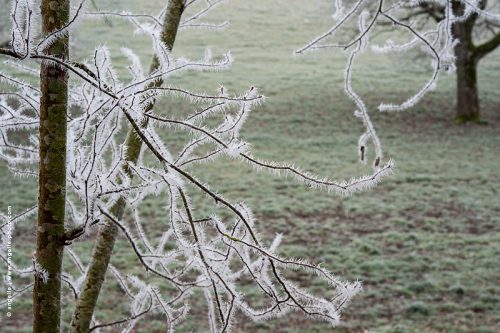 photo © angelle-branches-gelee piquant phénomène froid hivers torture délicat étrange 