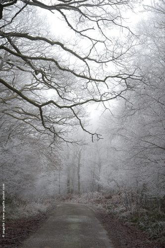 photo © angelle-route-foret-givre recouvrir blanc hivers froid branche contraste brouillard étrange 