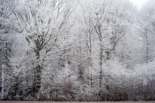 photo © angelle-haies-arbres-geles froid hivers blanc foret féerie pictural