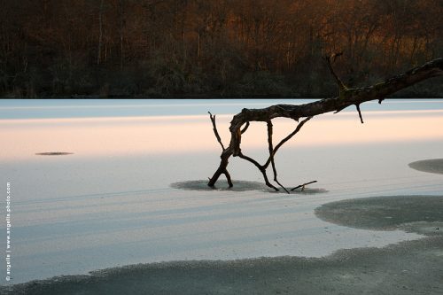 photo © angelle -arbre-ds-etang-gele marcheur  incongru mystérieux glace monstre branche foret