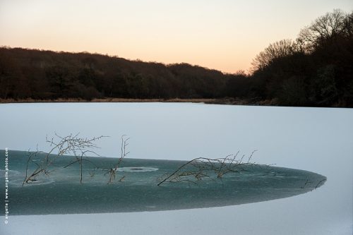 photo © angelle-etang-gele glace branche etang crepuscule froid hivers lisiere