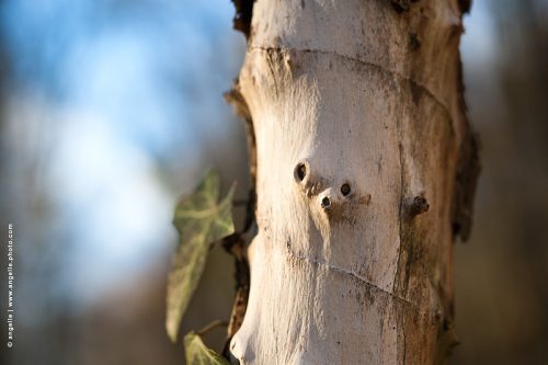 photo © angelle bois mort visage ecorcé hivers nature simplicite regard 