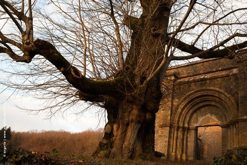 photo © angelle  jailly nievre campagne viel arbre eglise des fees puissance histoire force nature