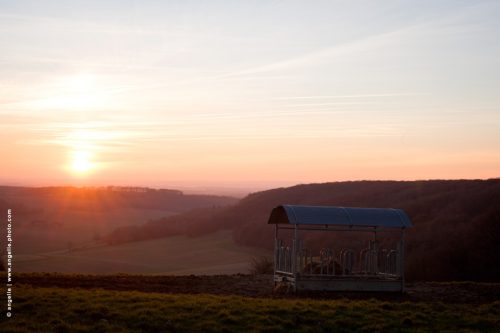 photo © angelle coucher de soleil mangeoire vache paysage vallée prés
