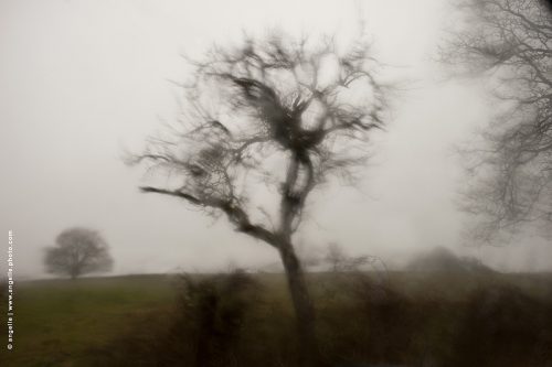 photo © angelle arbre hivers flou pare brise fantomme vision route squelettes beaute