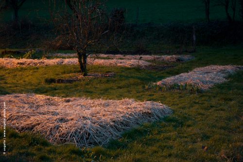 photo © angelle jardin plantation protection hiver paille géométrique crépuscule éclairage village nature campagne