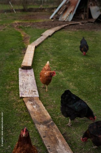 photo © angelle poule construction poulailler chemin planche hivers regard jardin