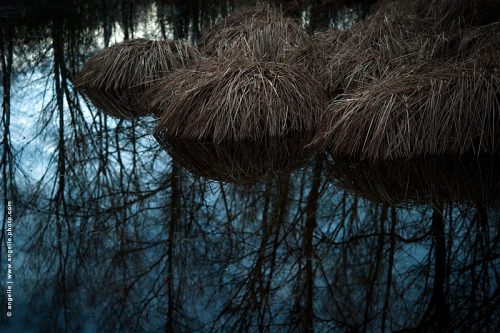 photo © angelle herbe mardelle touffes eau reflet marre mystérieux animal crépuscule