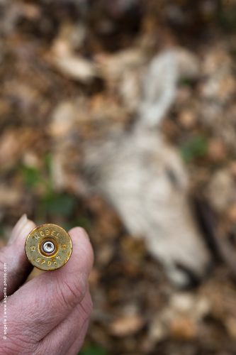 photo © angelle cartouche chasse biche tete nobel sport tristesse tuerie apaisée horreur violence bêtise mort