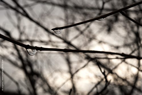 photo © angelle pluie gouttes reflet soirée foret buisson poésie lignes