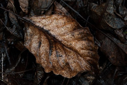 photo © angelle feuille pluie couleur mars giboulée matière poésie 