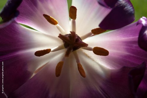 photo © angelle tulipe pistile violet gros plan immersion transparence fleur
