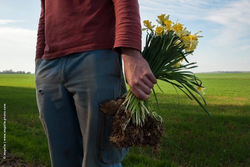 photo © angelle bulbes culture recolte foret plantation campagne printemps jonquilles
