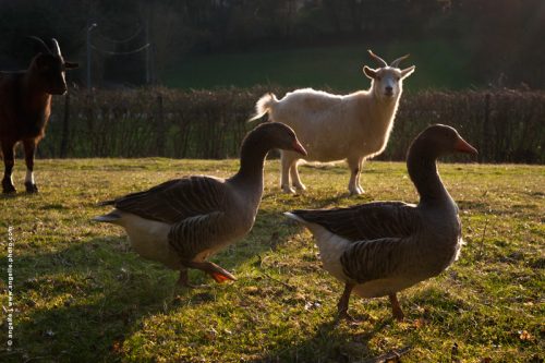 photo © angelle chevres oies contre jour scène vivante campagne animaux domestique humour vie