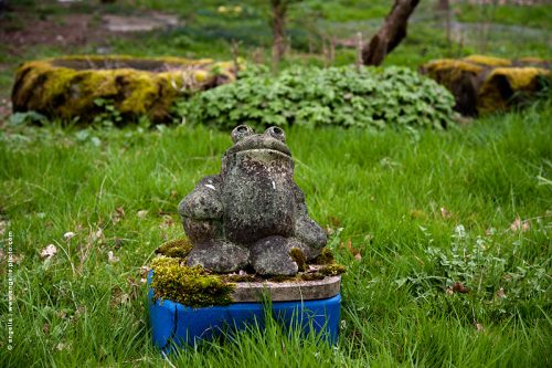 photo © angelle grenouille fete curiosité statue de jardin pneus abandon drôle pissenlit décoration