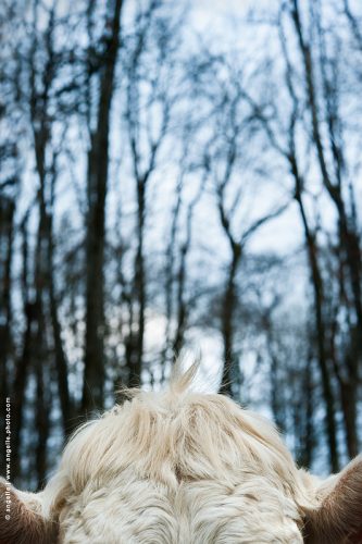 photo © angelle foret  coupe de cheveux animal veau poils soirée arbre liberté étrange
