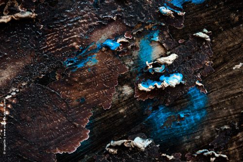 photo © angelle bois ecorce peinture champignon d arbre abstrait