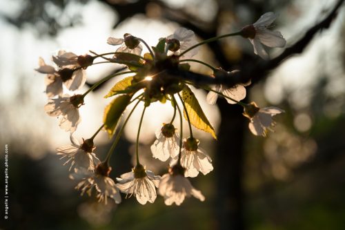 photo © angelle fleur cerisiers fin de journée nature transparence douceur printemps léger