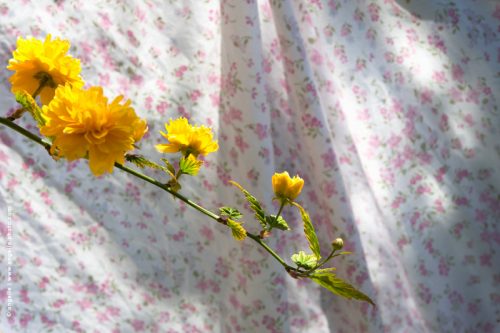 photo © angelle drap printemps fleur fleuri ponpons jaunes extérieur