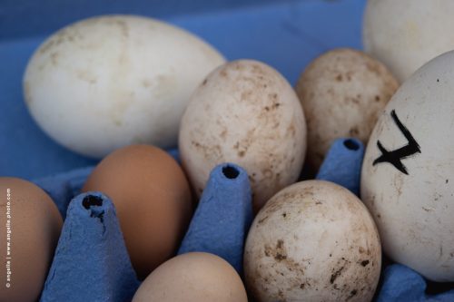 photo  © angelle oeufs poule oies cannes pâques decalage chasse aux oeufs bleu blanc campagne ramassage poulailler.