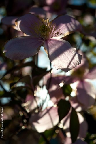 photo © angelle fleur roses petale ailes papillon contre jour lumiere transparence fragile