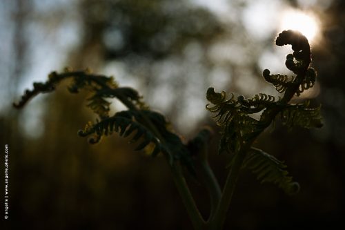 photo © angelle fougere contre jour rondeur souplesse printemps foret lumiere
