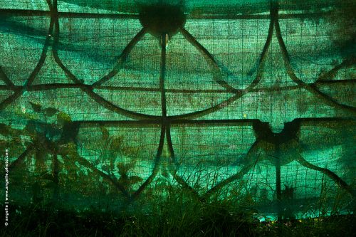 photo © angelle bache lumiere contre jour barrière jardin vert verdure silhouette géométrie