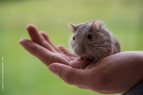 photo © angelle gerbille main enfant animal de compagnie portrait simplicite apprivoise moustache
