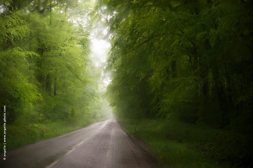 photo © angelle route pluie foret buée ligne droite solitaire voyage magie mystère