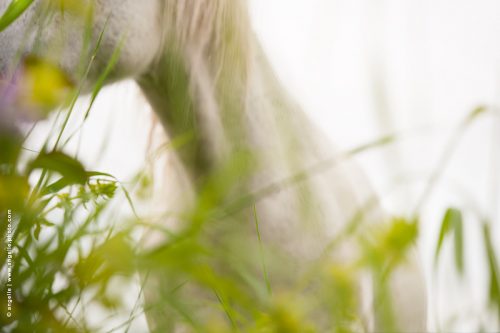 photo © angelle cheval herbe sol subjectif blanc clair vision douceur