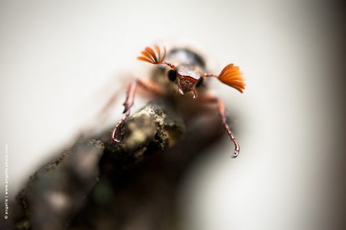 photo ©  angelle hanneton insecte gros plan rencontre nature étonnement  monstre petit mandibules antennes