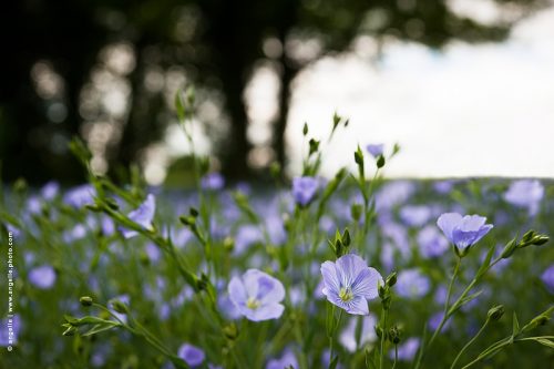 photo © angelle champ de lin fleur de lin culture leger mauves fragile