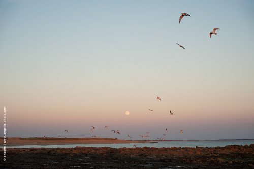 photo © angelle bretagne océan morbilhan vol liberté soirée marre basse danse lune crepuscule