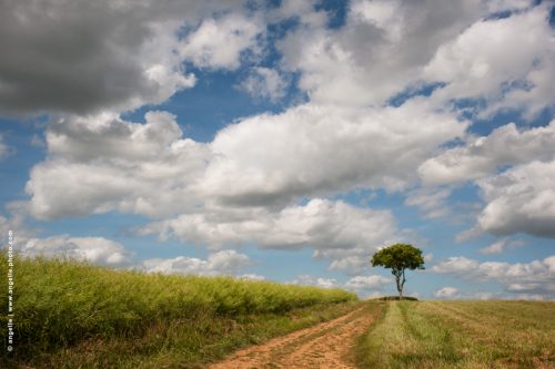 photo © angelle chemin campagne perspective arbre seul nuages été champs ligne droite direction marcher avancer