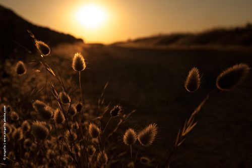 photo © angelle chaton bord d'ocean morbilhan couche de soleil or chemin lumiere vacances