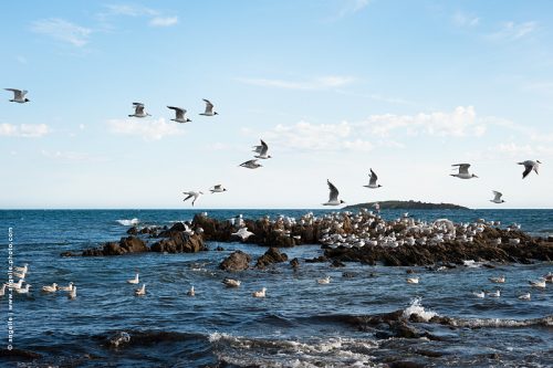 photo © angelle mouettes vol vent profil passage migration halte océan oiseau de mer