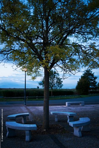 photo © angelle aire de repos autoroute de l'arbre bancs pause crépuscule voyage repos cercle arbre