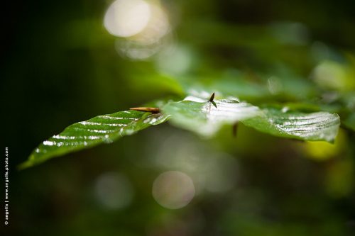 photo © angelle feuille pluie mouillé vegetation mystere halos lumiere magie foret