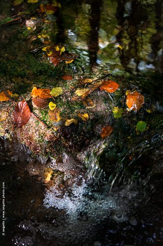 photo © angelle cascade foret riviere court d eau feuilles mortes automne couleurs beauté