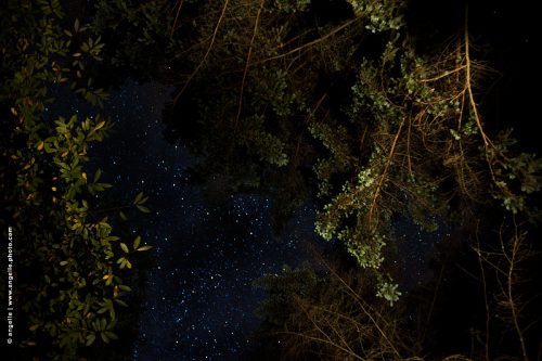 photo © angelle nuit foret ciel etoile espace vide voyage fin d'été feuillage éclairage constellation