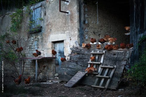 photo © angelle poule coucher soir dormir poulailler installation scène theatre nature ferme