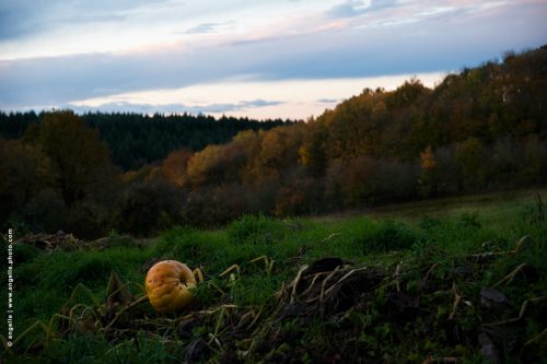 photo © angelle champ pre sauvage potiron foret jachere soiree culture nature insolite