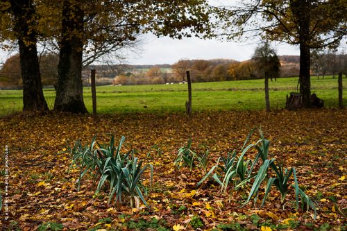 photo © angelle pre champ poireaux campagne sauvage étonnant feuilles mortes automne culture jardin