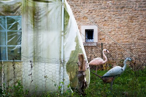 photo © angelle jardin flamand rose héron plastique décoration bache parade village oiseaux incongrue étrange