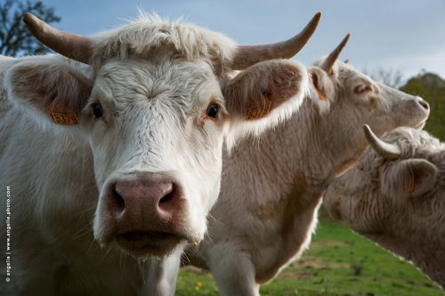 photo © angelle vaches genisses cornes emboitement regard jeux curiosité élevage naturel animaux
