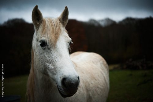 photo © angelle cheval soir crépuscule portrait animal attentif expressif pré foret ami