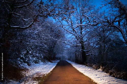 photo © angelle route neige arbre lumiere chien et loup passer la bosse hivers
